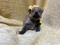 Banana, a female Pomeranian for sale in Walkerton, IN – Photo 4 of 8