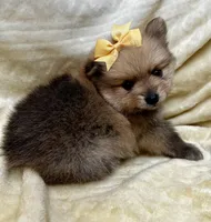 Banana, a female Pomeranian for sale in Walkerton, IN – Photo 5 of 10