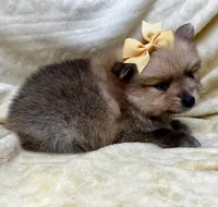 Banana, a female Pomeranian for sale in Walkerton, IN – Photo 6 of 10