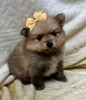 Banana, a female Pomeranian for sale in Walkerton, IN – Photo 4 of 10