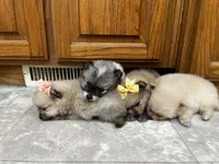 Banana, a female Pomeranian for sale in Walkerton, IN – Photo 8 of 10