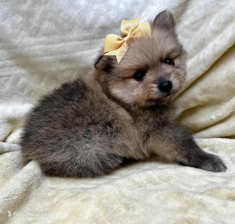 Banana – Pomeranian puppy for sale in Walkerton, IN