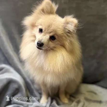 Banana, a female Pomeranian for sale in Walkerton, IN – Photo 8 of 8