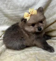 Banana, a female Pomeranian for sale in Walkerton, IN – Photo 7 of 10