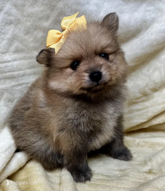 Banana – Pomeranian puppy for sale in Walkerton, IN