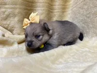 Banana, a female Pomeranian for sale in Walkerton, IN – Photo 2 of 8