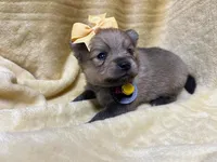 Banana, a female Pomeranian for sale in Walkerton, IN – Photo 3 of 8