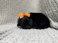 Lightning , a female Pomeranian for sale in Walkerton, IN – 2 of 7