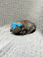 Sky, a female Pomeranian for sale in Walkerton, IN – 3 of 6