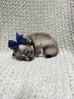 Rain, a female Pomeranian for sale in Walkerton, IN – 5 of 9