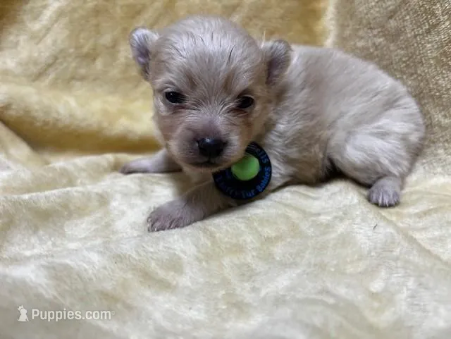 HoneyDew – Pomeranian puppy for sale in Walkerton, IN