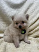 HoneyDew, a male Pomeranian for sale in Walkerton, IN – Photo 4 of 10