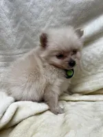 HoneyDew, a male Pomeranian for sale in Walkerton, IN – Photo 6 of 10