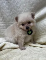 HoneyDew, a male Pomeranian for sale in Walkerton, IN – Photo 3 of 10