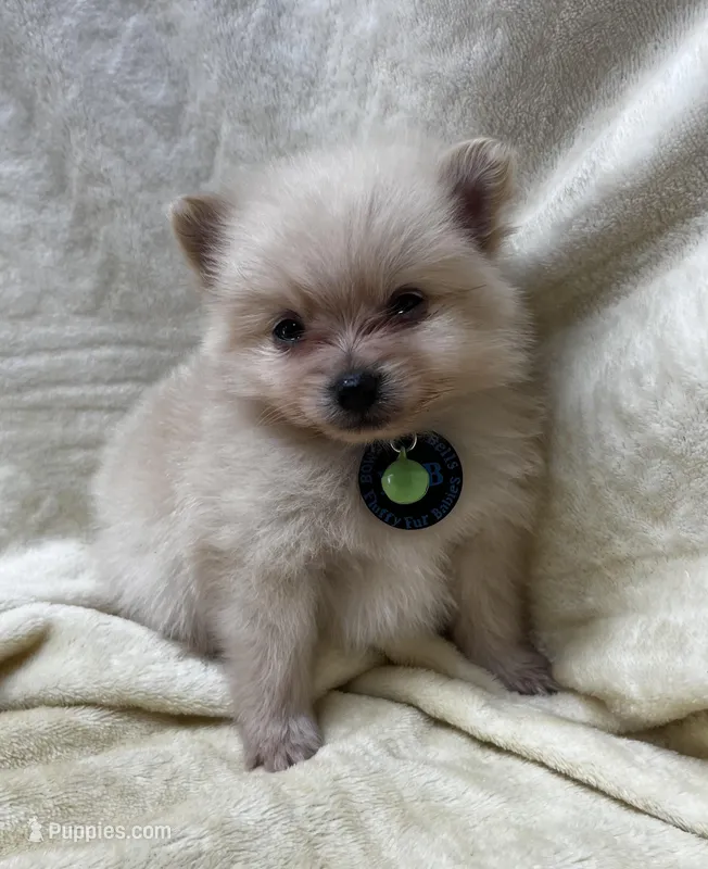 HoneyDew – Pomeranian puppy for sale in Walkerton, IN