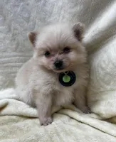 HoneyDew, a male Pomeranian for sale in Walkerton, IN – Photo 1 of 10