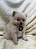HoneyDew, a male Pomeranian for sale in Walkerton, IN – Photo 2 of 10