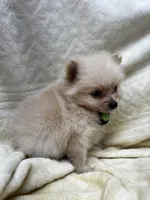HoneyDew, a male Pomeranian for sale in Walkerton, IN – Photo 7 of 10