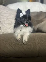 Tornado, a female Pomeranian for sale in Walkerton, IN – 10 of 10