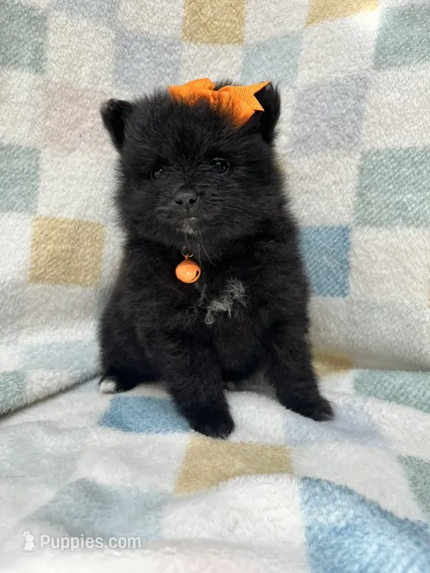 Lightning  – Pomeranian puppy for sale in Walkerton, IN