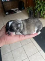 HuckleBerry, a male Pomeranian for sale in Walkerton, IN – Photo 6 of 9