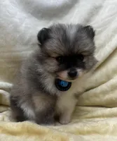 HuckleBerry, a male Pomeranian for sale in Walkerton, IN – Photo 4 of 9