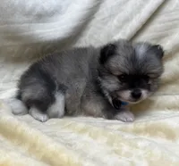 HuckleBerry, a male Pomeranian for sale in Walkerton, IN – Photo 6 of 9