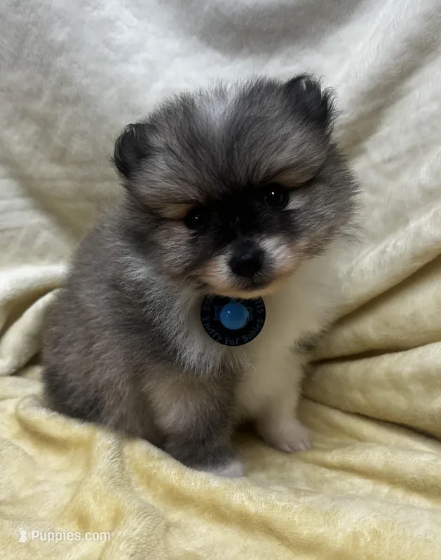 HuckleBerry – Pomeranian puppy for sale in Walkerton, IN