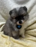 HuckleBerry, a male Pomeranian for sale in Walkerton, IN – Photo 1 of 9