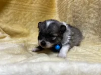 HuckleBerry, a male Pomeranian for sale in Walkerton, IN – Photo 4 of 9