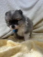 HuckleBerry, a male Pomeranian for sale in Walkerton, IN – Photo 5 of 9