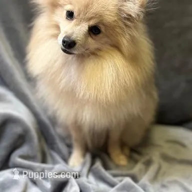 HuckleBerry, a male Pomeranian for sale in Walkerton, IN – Photo 9 of 9