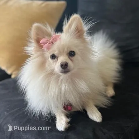 HuckleBerry, a male Pomeranian for sale in Walkerton, IN – Photo 8 of 9