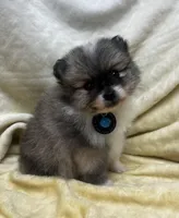 HuckleBerry, a male Pomeranian for sale in Walkerton, IN – Photo 2 of 9