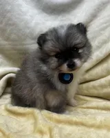 HuckleBerry, a male Pomeranian for sale in Walkerton, IN – Photo 3 of 9