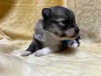 HuckleBerry, a male Pomeranian for sale in Walkerton, IN – Photo 1 of 9