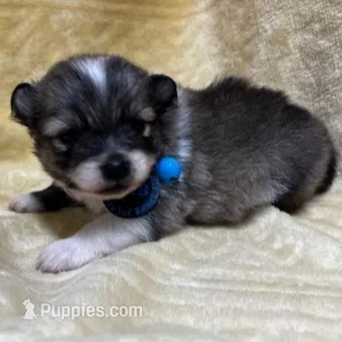 HuckleBerry, a male Pomeranian for sale in Walkerton, IN – Photo 2 of 9