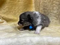 HuckleBerry, a male Pomeranian for sale in Walkerton, IN – Photo 3 of 9