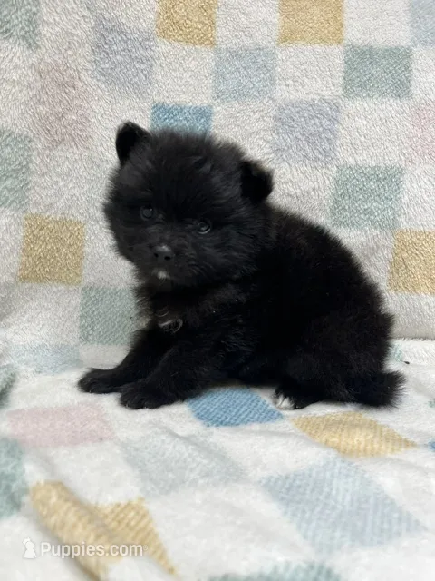 Thunder – Pomeranian puppy for sale in Walkerton, IN