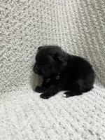 Thunder, a male Pomeranian for sale in Walkerton, IN – 2 of 9