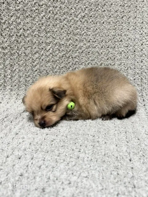 Grass – Pomeranian puppy for sale in Walkerton, IN