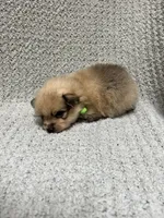 Grass, a male Pomeranian for sale in Walkerton, IN – 4 of 8