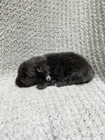 Tornado, a male Pomeranian for sale in Walkerton, IN – 2 of 6
