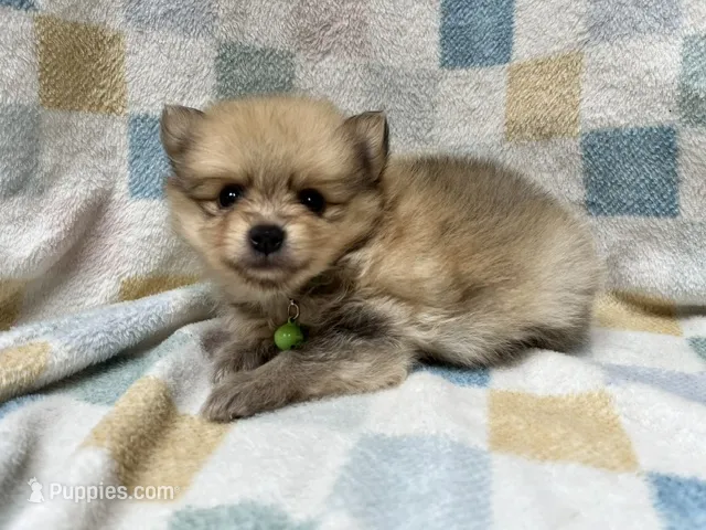 Grass – Pomeranian puppy for sale in Walkerton, IN