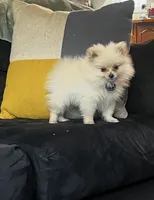 HoneyDew, a male Pomeranian for sale in Walkerton, IN – 1 of 10