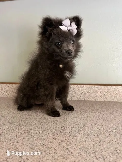 Tornado – Pomeranian puppy for sale in Walkerton, IN