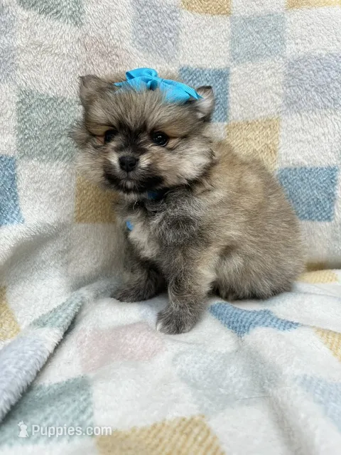 Sky – Pomeranian puppy for sale in Walkerton, IN