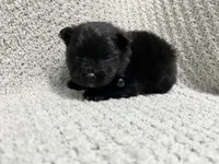 Thunder, a male Pomeranian for sale in Walkerton, IN – 4 of 9