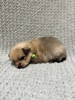 Grass, a male Pomeranian for sale in Walkerton, IN – 5 of 8