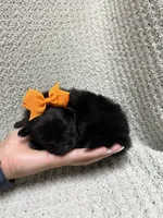 Lightning , a female Pomeranian for sale in Walkerton, IN – 6 of 7